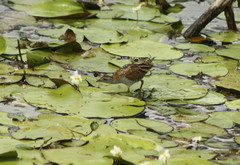 Zapornia pusilla palustris