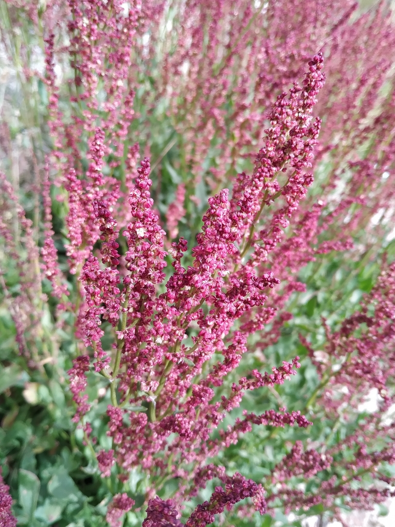 Rumex acetosella, Palca, Bolivia, by aleiram_30