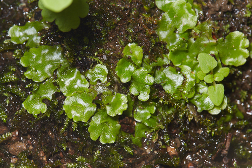 iNaturalist observation photo of Crescent-cup liverwort