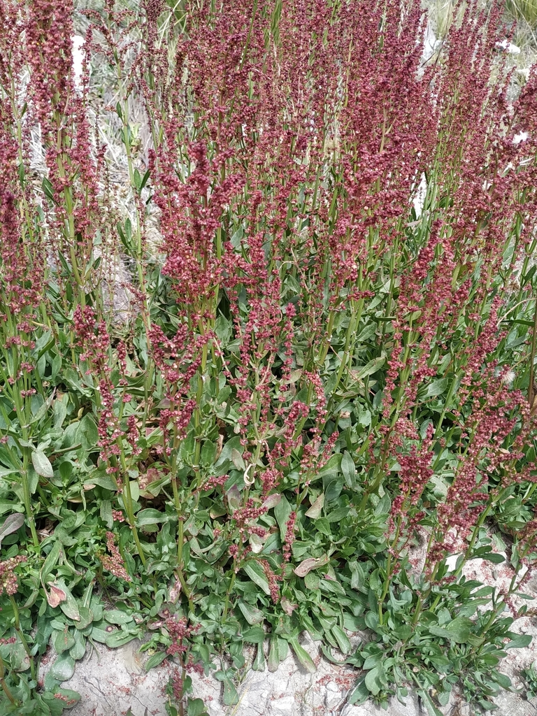Rumex acetosella, Palca, Bolivia, by aleiram_30