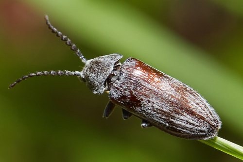 iNaturalist observation photo of Davidson's Beetle