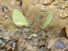 Pseudopieris viridula