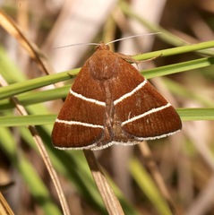 Argyrostrotis quadrifilaris