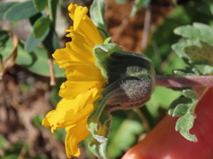Balsamorhiza macrolepis