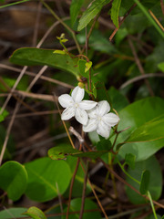 Jacquemontia curtissii image
