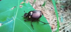 Canthon septemmaculatus