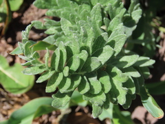 Balsamorhiza macrolepis