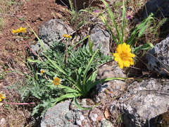 Balsamorhiza macrolepis