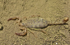 Paruroctonus boreus