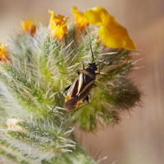 Plagiognathus moerens