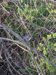 Dumetella carolinensis