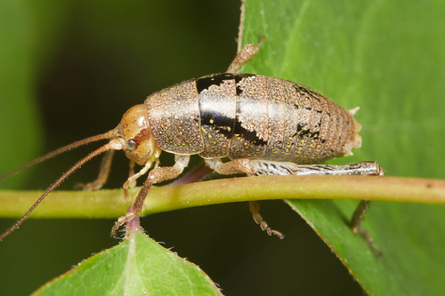 iNaturalist observation photo of Arboreal Camel Cricket