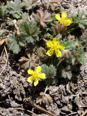 Potentilla subviscosa