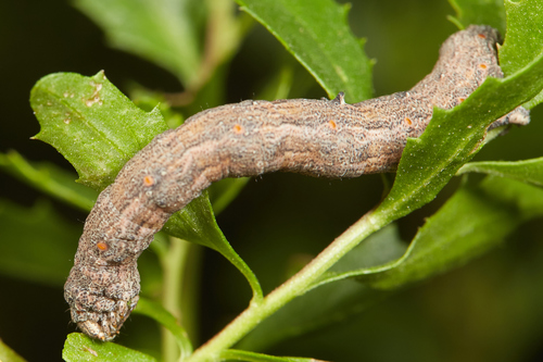 iNaturalist observation photo of Butterflies and Moths