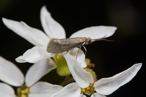 iNaturalist observation photo of Greya politella