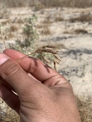 Fimbristylis thermalis