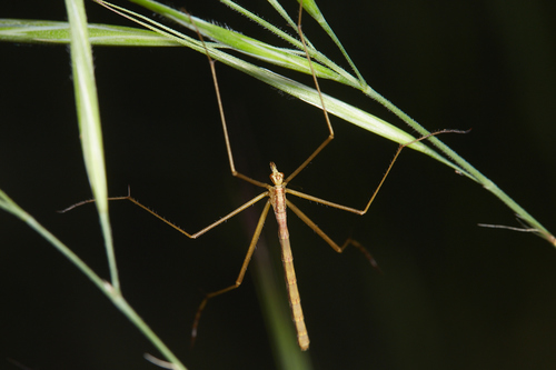 iNaturalist observation photo of Wingless Hangingfly