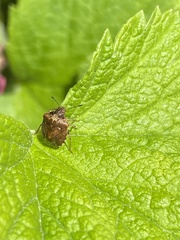 Cosmopepla intergressa