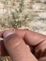 Fimbristylis thermalis