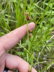 Rhynchospora glomerata angusta