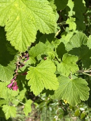 Cosmopepla intergressa