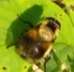 Volucella