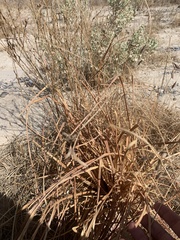 Fimbristylis thermalis