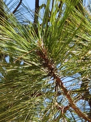 Pinus arizonica