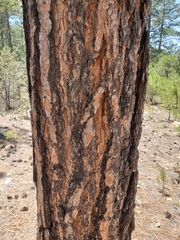 Pinus arizonica