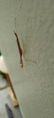 Musonia remota