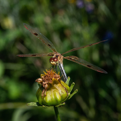 Celithemis elisa