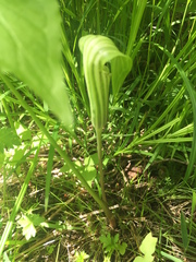 Arisaema stewardsonii