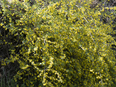 Ribes aureum