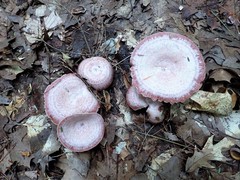 Lactarius subpurpureus