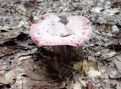 Lactarius subpurpureus