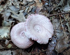 Lactarius subpurpureus