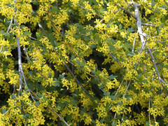 Ribes aureum