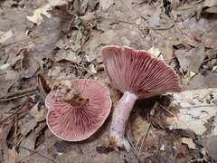 Lactarius subpurpureus