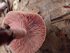 Lactarius subpurpureus