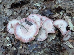Lactarius subpurpureus