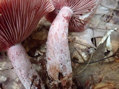 Lactarius subpurpureus