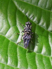 Image of Cyphomyia albitarsis