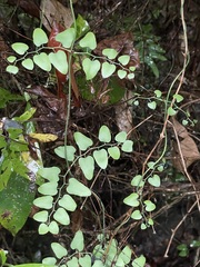 Lygodium microphyllum