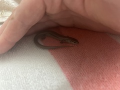 Scincella lateralis