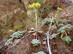 Sedum spathulifolium