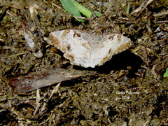 Antigonus emorsa