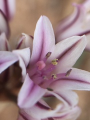 Amerallium