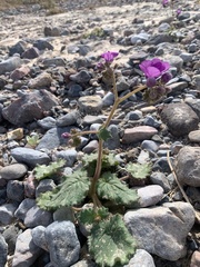 Phacelia calthifolia