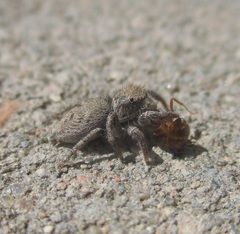 Habronattus