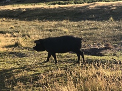 Sus scrofa domesticus